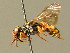  (Nomada rufipes - BC ZSM HYM 01753)  @15 [ ] CreativeCommons - Attribution Non-Commercial Share-Alike (2010) Unspecified SNSB, Zoologische Staatssammlung Muenchen