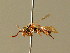  ( - BC ZSM HYM 01760)  @11 [ ] CreativeCommons - Attribution Non-Commercial Share-Alike (2010) Unspecified SNSB, Zoologische Staatssammlung Muenchen