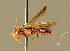  ( - BC ZSM HYM 01761)  @11 [ ] CreativeCommons - Attribution Non-Commercial Share-Alike (2010) Unspecified SNSB, Zoologische Staatssammlung Muenchen