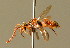  ( - BC ZSM HYM 01762)  @11 [ ] CreativeCommons - Attribution Non-Commercial Share-Alike (2010) Unspecified SNSB, Zoologische Staatssammlung Muenchen
