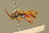  ( - BC ZSM HYM 01773)  @11 [ ] CreativeCommons - Attribution Non-Commercial Share-Alike (2010) Unspecified SNSB, Zoologische Staatssammlung Muenchen