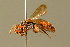  ( - BC ZSM HYM 01774)  @11 [ ] CreativeCommons - Attribution Non-Commercial Share-Alike (2010) Unspecified SNSB, Zoologische Staatssammlung Muenchen