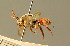  ( - BC ZSM HYM 01775)  @11 [ ] CreativeCommons - Attribution Non-Commercial Share-Alike (2010) Unspecified SNSB, Zoologische Staatssammlung Muenchen