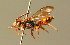  ( - BC ZSM HYM 01777)  @11 [ ] CreativeCommons - Attribution Non-Commercial Share-Alike (2010) Unspecified SNSB, Zoologische Staatssammlung Muenchen