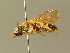  ( - BC ZSM HYM 01801)  @12 [ ] CreativeCommons - Attribution Non-Commercial Share-Alike (2010) Unspecified SNSB, Zoologische Staatssammlung Muenchen