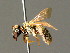  (Halictus orientanus - BC ZSM HYM 01814)  @14 [ ] CreativeCommons - Attribution Non-Commercial Share-Alike (2010) Unspecified SNSB, Zoologische Staatssammlung Muenchen