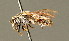  ( - BC ZSM HYM 01831)  @11 [ ] CreativeCommons - Attribution Non-Commercial Share-Alike (2010) Unspecified SNSB, Zoologische Staatssammlung Muenchen