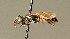  ( - BC ZSM HYM 01838)  @11 [ ] CreativeCommons - Attribution Non-Commercial Share-Alike (2010) Unspecified SNSB, Zoologische Staatssammlung Muenchen