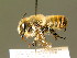  ( - BC ZSM HYM 01870)  @14 [ ] CreativeCommons - Attribution Non-Commercial Share-Alike (2010) Unspecified SNSB, Zoologische Staatssammlung Muenchen