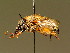  ( - BC ZSM HYM 01909)  @11 [ ] CreativeCommons - Attribution Non-Commercial Share-Alike (2010) Unspecified SNSB, Zoologische Staatssammlung Muenchen