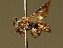  ( - BC ZSM HYM 01936)  @11 [ ] CreativeCommons - Attribution Non-Commercial Share-Alike (2010) Unspecified SNSB, Zoologische Staatssammlung Muenchen