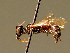  ( - BC ZSM HYM 01951)  @13 [ ] CreativeCommons - Attribution Non-Commercial Share-Alike (2010) Unspecified SNSB, Zoologische Staatssammlung Muenchen