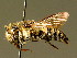  ( - BC ZSM HYM 01964)  @11 [ ] CreativeCommons - Attribution Non-Commercial Share-Alike (2010) Unspecified SNSB, Zoologische Staatssammlung Muenchen