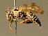 ( - BC ZSM HYM 01972)  @11 [ ] CreativeCommons - Attribution Non-Commercial Share-Alike (2010) Unspecified SNSB, Zoologische Staatssammlung Muenchen