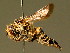  ( - BC ZSM HYM 01973)  @13 [ ] CreativeCommons - Attribution Non-Commercial Share-Alike (2010) Unspecified SNSB, Zoologische Staatssammlung Muenchen