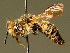  ( - BC ZSM HYM 01975)  @11 [ ] CreativeCommons - Attribution Non-Commercial Share-Alike (2010) Unspecified SNSB, Zoologische Staatssammlung Muenchen