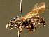  ( - BC ZSM HYM 01991)  @11 [ ] CreativeCommons - Attribution Non-Commercial Share-Alike (2010) Unspecified SNSB, Zoologische Staatssammlung Muenchen