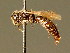  (Dufourea minuta - BC ZSM HYM 01992)  @14 [ ] CreativeCommons - Attribution Non-Commercial Share-Alike (2010) Unspecified SNSB, Zoologische Staatssammlung Muenchen