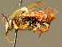  ( - BC ZSM HYM 01996)  @15 [ ] CreativeCommons - Attribution Non-Commercial Share-Alike (2010) Unspecified SNSB, Zoologische Staatssammlung Muenchen