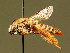  ( - BC ZSM HYM 02030)  @11 [ ] CreativeCommons - Attribution Non-Commercial Share-Alike (2010) Unspecified SNSB, Zoologische Staatssammlung Muenchen