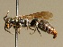  ( - BC ZSM HYM 02096)  @14 [ ] CreativeCommons - Attribution Non-Commercial Share-Alike (2010) Unspecified SNSB, Zoologische Staatssammlung Muenchen
