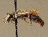  ( - BC ZSM HYM 02097)  @11 [ ] CreativeCommons - Attribution Non-Commercial Share-Alike (2010) Unspecified SNSB, Zoologische Staatssammlung Muenchen