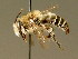 (Melitta tricincta - BC ZSM HYM 02129)  @14 [ ] CreativeCommons - Attribution Non-Commercial Share-Alike (2010) Unspecified SNSB, Zoologische Staatssammlung Muenchen