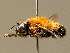  ( - BC ZSM HYM 02196)  @11 [ ] CreativeCommons - Attribution Non-Commercial Share-Alike (2010) Unspecified SNSB, Zoologische Staatssammlung Muenchen