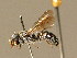  ( - BC ZSM HYM 02267)  @11 [ ] CreativeCommons - Attribution Non-Commercial Share-Alike (2010) LAZS SNSB, Zoologische Staatssammlung Muenchen
