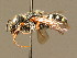  ( - BC ZSM HYM 02269)  @13 [ ] CreativeCommons - Attribution Non-Commercial Share-Alike (2010) Unspecified SNSB, Zoologische Staatssammlung Muenchen