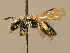  (Andrena curtula - BC ZSM HYM 02295)  @11 [ ] CreativeCommons - Attribution Non-Commercial Share-Alike (2010) LAZS SNSB, Zoologische Staatssammlung Muenchen