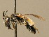  ( - BC ZSM HYM 02308)  @11 [ ] CreativeCommons - Attribution Non-Commercial Share-Alike (2010) Unspecified SNSB, Zoologische Staatssammlung Muenchen