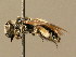  ( - BC ZSM HYM 02309)  @11 [ ] CreativeCommons - Attribution Non-Commercial Share-Alike (2010) Unspecified SNSB, Zoologische Staatssammlung Muenchen