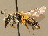  (Andrena rugulosa - BC ZSM HYM 02321)  @11 [ ] CreativeCommons - Attribution Non-Commercial Share-Alike (2010) Unspecified SNSB, Zoologische Staatssammlung Muenchen