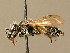  ( - BC ZSM HYM 02322)  @11 [ ] CreativeCommons - Attribution Non-Commercial Share-Alike (2010) Unspecified SNSB, Zoologische Staatssammlung Muenchen