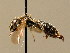  ( - BC ZSM HYM 02324)  @11 [ ] CreativeCommons - Attribution Non-Commercial Share-Alike (2010) Unspecified SNSB, Zoologische Staatssammlung Muenchen