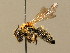  (Andrena symphyti - BC ZSM HYM 02329)  @14 [ ] CreativeCommons - Attribution Non-Commercial Share-Alike (2010) Unspecified SNSB, Zoologische Staatssammlung Muenchen
