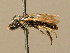  ( - BC ZSM HYM 02346)  @11 [ ] CreativeCommons - Attribution Non-Commercial Share-Alike (2010) Unspecified SNSB, Zoologische Staatssammlung Muenchen