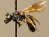  ( - BC ZSM HYM 02350)  @11 [ ] CreativeCommons - Attribution Non-Commercial Share-Alike (2010) Unspecified SNSB, Zoologische Staatssammlung Muenchen