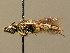  ( - BC ZSM HYM 02397)  @14 [ ] CreativeCommons - Attribution Non-Commercial Share-Alike (2010) Unspecified SNSB, Zoologische Staatssammlung Muenchen