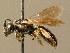  ( - BC ZSM HYM 02409)  @11 [ ] CreativeCommons - Attribution Non-Commercial Share-Alike (2010) Unspecified SNSB, Zoologische Staatssammlung Muenchen