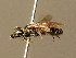  ( - BC ZSM HYM 02412)  @11 [ ] CreativeCommons - Attribution Non-Commercial Share-Alike (2010) Unspecified SNSB, Zoologische Staatssammlung Muenchen