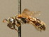  ( - BC ZSM HYM 02419)  @11 [ ] CreativeCommons - Attribution Non-Commercial Share-Alike (2010) Unspecified SNSB, Zoologische Staatssammlung Muenchen