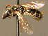  ( - BC ZSM HYM 02420)  @11 [ ] CreativeCommons - Attribution Non-Commercial Share-Alike (2010) Unspecified SNSB, Zoologische Staatssammlung Muenchen