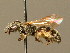  ( - BC ZSM HYM 02421)  @11 [ ] CreativeCommons - Attribution Non-Commercial Share-Alike (2010) Unspecified SNSB, Zoologische Staatssammlung Muenchen