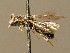  ( - BC ZSM HYM 02450)  @11 [ ] CreativeCommons - Attribution Non-Commercial Share-Alike (2010) Unspecified SNSB, Zoologische Staatssammlung Muenchen