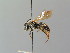  ( - BC ZSM HYM 02851)  @11 [ ] CreativeCommons - Attribution Non-Commercial Share-Alike (2010) Unspecified SNSB, Zoologische Staatssammlung Muenchen