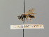  ( - BC ZSM HYM 02856)  @11 [ ] CreativeCommons - Attribution Non-Commercial Share-Alike (2010) Unspecified SNSB, Zoologische Staatssammlung Muenchen