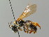  ( - BC ZSM HYM 02901)  @11 [ ] CreativeCommons - Attribution Non-Commercial Share-Alike (2010) Unspecified SNSB, Zoologische Staatssammlung Muenchen