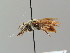  ( - BC ZSM HYM 02906)  @11 [ ] CreativeCommons - Attribution Non-Commercial Share-Alike (2010) Unspecified SNSB, Zoologische Staatssammlung Muenchen